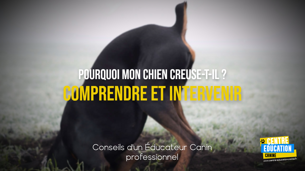 Comment rendre ton chiot propre rapidement et efficacement